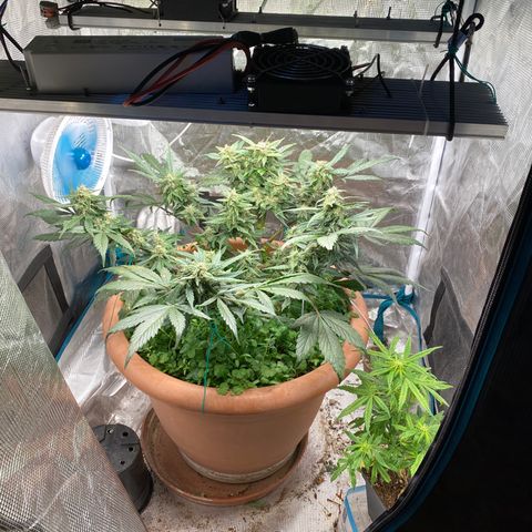 Harmony growlog timeline photo