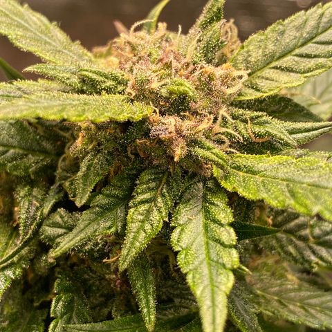 Harmony growlog timeline photo