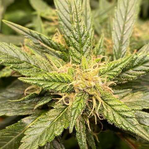 Harmony growlog timeline photo