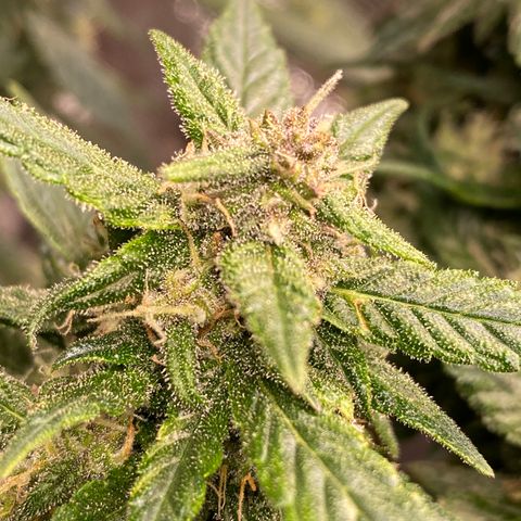Harmony growlog timeline photo