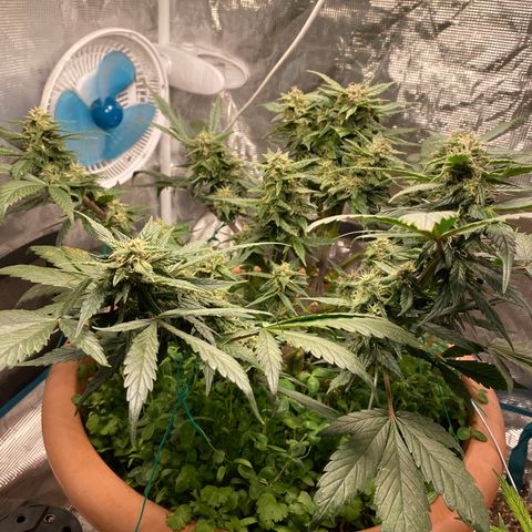 Harmony growlog timeline photo