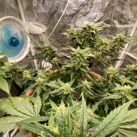 Harmony growlog timeline photo