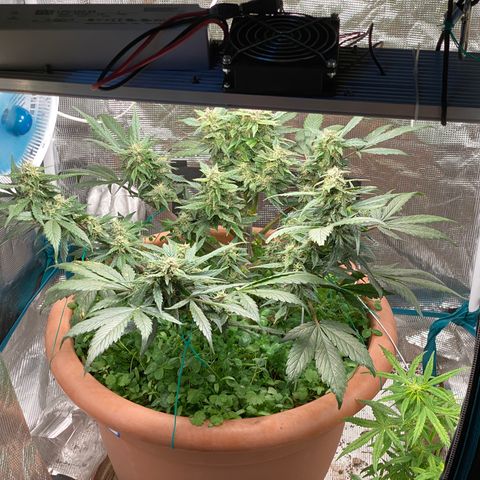 Harmony growlog timeline photo