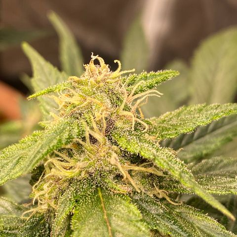Harmony growlog timeline photo