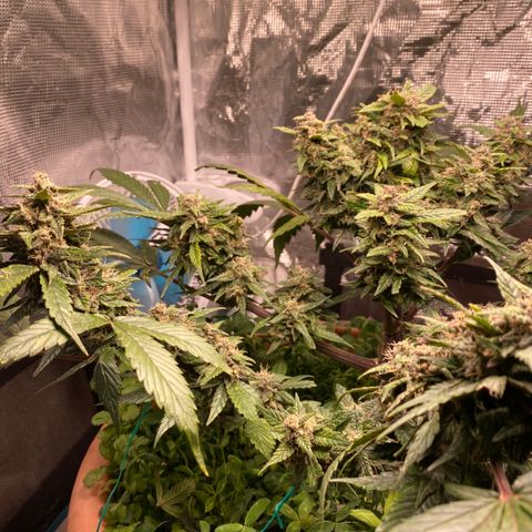 Harmony growlog timeline photo