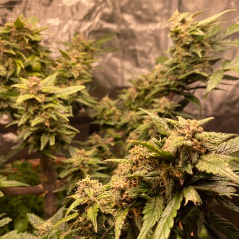 Harmony growlog timeline photo