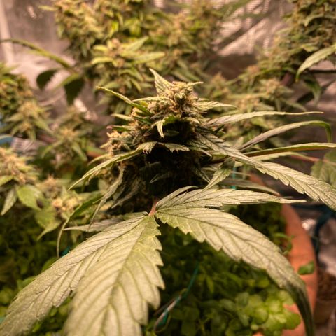 Harmony growlog timeline photo