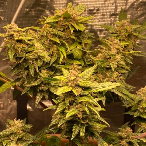 Harmony growlog timeline photo