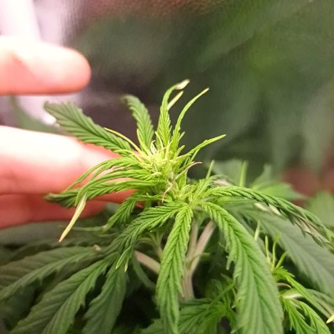 Sadie/Big Z/Suco de Fruta growlog photo: Tirei duas folhas da big Z 
Machuquei a sadie com o carvao 