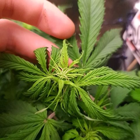 Sadie/Big Z/Suco de Fruta growlog photo: Tirei duas folhas da big Z 
Machuquei a sadie com o carvao 