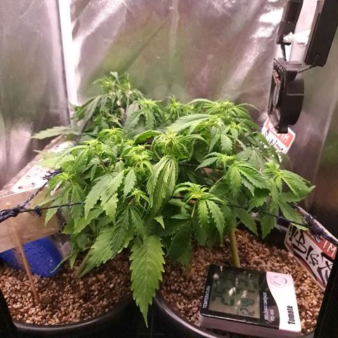 Sadie/Big Z/Suco de Fruta growlog photo: Tirei duas folhas da big Z 
Machuquei a sadie com o carvao 
