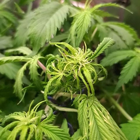 Sadie/Big Z/Suco de Fruta growlog photo: Tirei duas folhas da big Z 
Machuquei a sadie com o carvao 