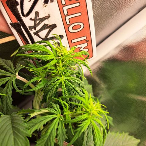 Sadie/Big Z/Suco de Fruta growlog photo: Retirada de alguns galhos não promissores
!!!achei uma cochonilha branca!!!