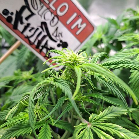 Sadie/Big Z/Suco de Fruta growlog photo: Retirada de alguns galhos não promissores
!!!achei uma cochonilha branca!!!