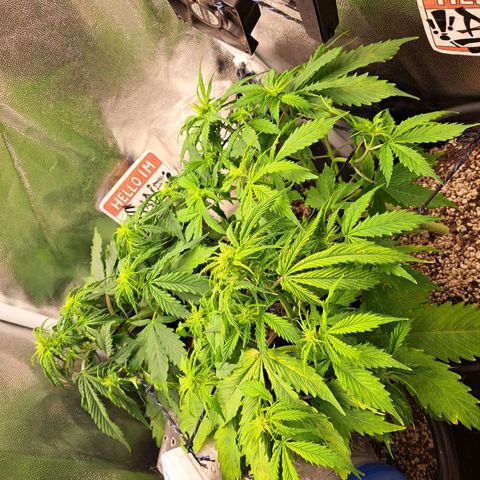 Sadie/Big Z/Suco de Fruta growlog photo: Retirada de alguns galhos não promissores
!!!achei uma cochonilha branca!!!