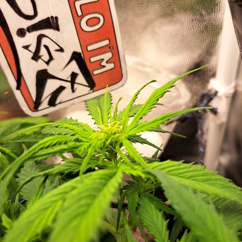 Sadie/Big Z/Suco de Fruta growlog photo: Retirada de alguns galhos não promissores
!!!achei uma cochonilha branca!!!