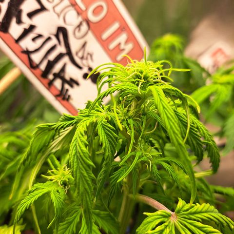 Sadie/Big Z/Suco de Fruta growlog timeline photo