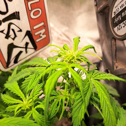 Sadie/Big Z/Suco de Fruta growlog timeline photo