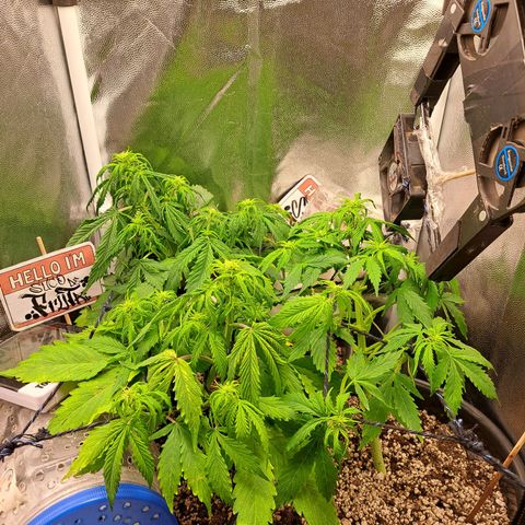 Sadie/Big Z/Suco de Fruta growlog timeline photo