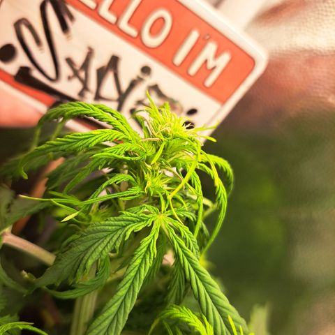 Sadie/Big Z/Suco de Fruta growlog timeline photo