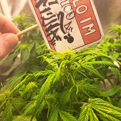 Sadie/Big Z/Suco de Fruta growlog timeline photo