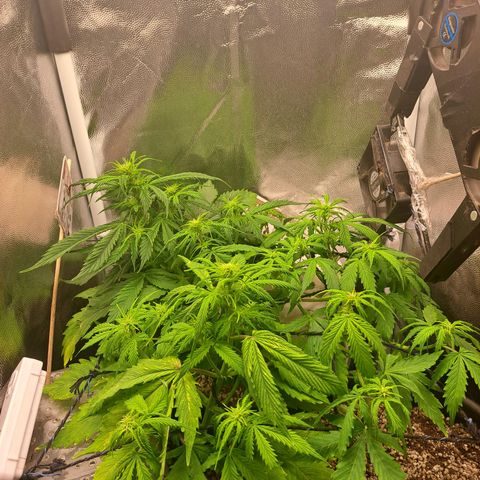 Sadie/Big Z/Suco de Fruta growlog timeline photo