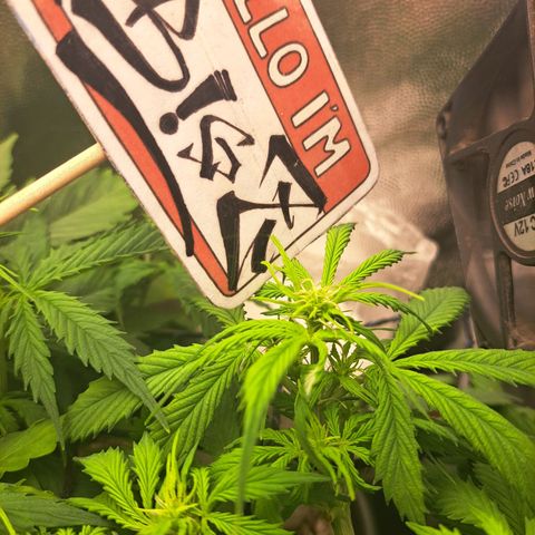 Sadie/Big Z/Suco de Fruta growlog timeline photo