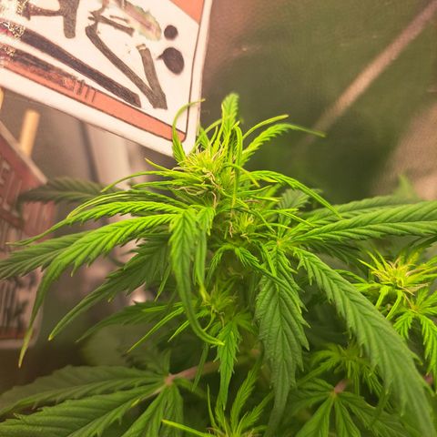 Sadie/Big Z/Suco de Fruta growlog timeline photo