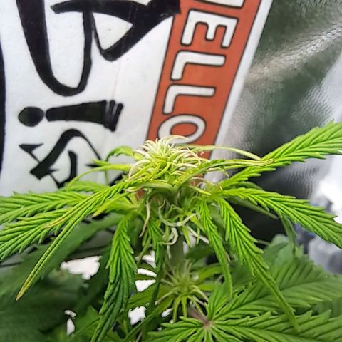 Sadie/Big Z/Suco de Fruta growlog photo: Estão mais pra cima que na foto