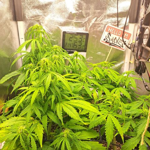 Sadie/Big Z/Suco de Fruta growlog photo: Estão mais pra cima que na foto