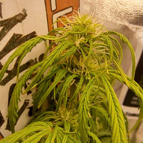 Sadie/Big Z/Suco de Fruta growlog photo: Estão mais pra cima que na foto