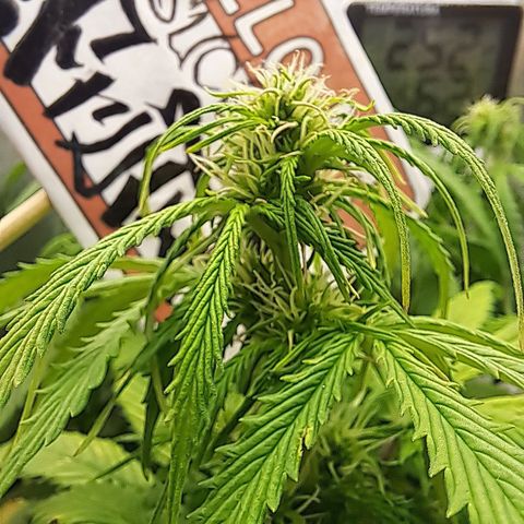 Sadie/Big Z/Suco de Fruta growlog photo: Estão mais pra cima que na foto