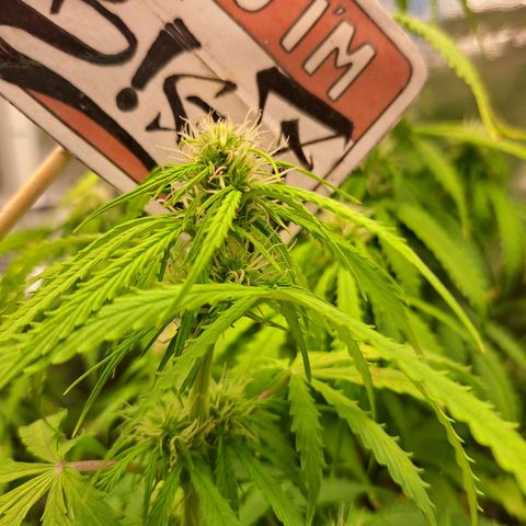 Sadie/Big Z/Suco de Fruta growlog timeline photo