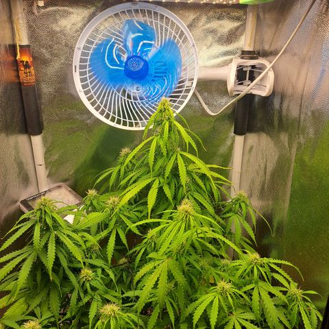 Sadie/Big Z/Suco de Fruta growlog timeline photo