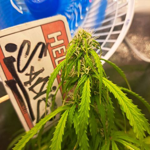 Sadie/Big Z/Suco de Fruta growlog timeline photo