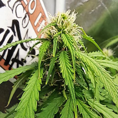 Sadie/Big Z/Suco de Fruta growlog timeline photo