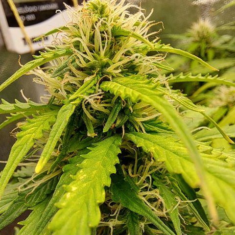 Sadie/Big Z/Suco de Fruta growlog timeline photo