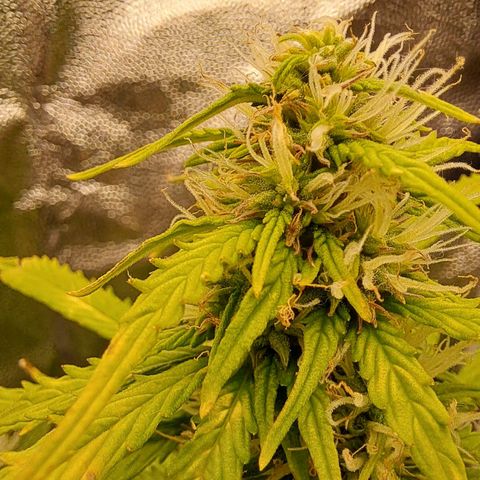 Sadie/Big Z/Suco de Fruta growlog timeline photo