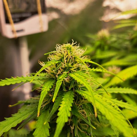 Sadie/Big Z/Suco de Fruta growlog timeline photo