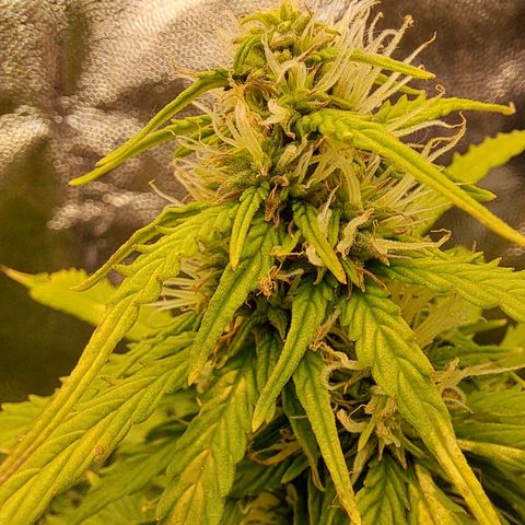 Sadie/Big Z/Suco de Fruta growlog timeline photo