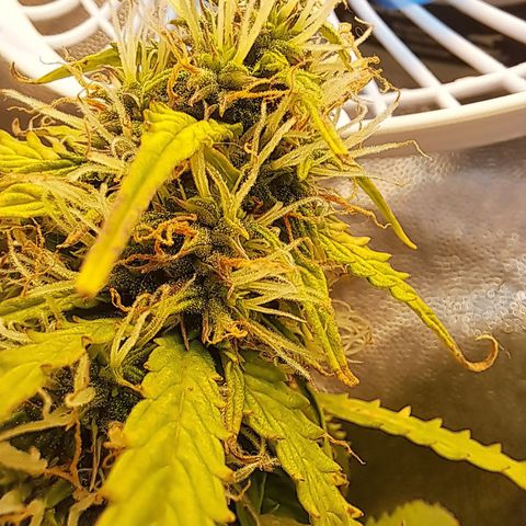 Sadie/Big Z/Suco de Fruta growlog timeline photo