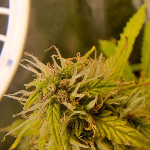 Sadie/Big Z/Suco de Fruta growlog timeline photo