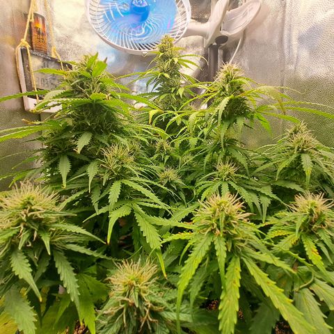 Sadie/Big Z/Suco de Fruta growlog timeline photo