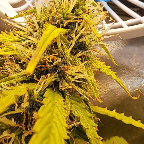 Sadie/Big Z/Suco de Fruta growlog timeline photo