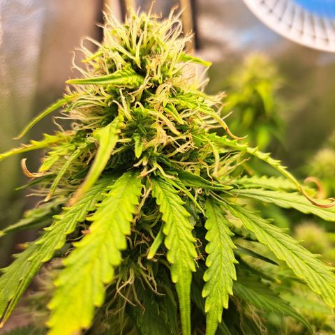 Sadie/Big Z/Suco de Fruta growlog photo: Mudei elas de posição 