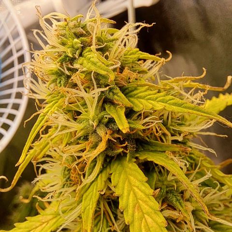 Sadie/Big Z/Suco de Fruta growlog photo: Mudei elas de posição 