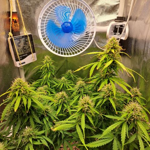 Sadie/Big Z/Suco de Fruta growlog photo: Mudei elas de posição 