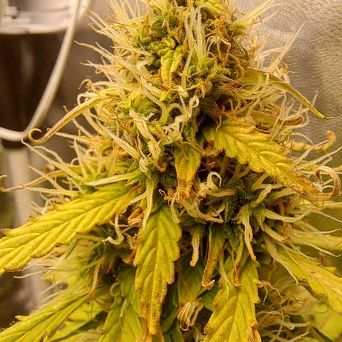 Sadie/Big Z/Suco de Fruta growlog timeline photo