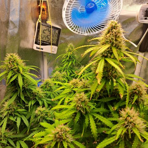 Sadie/Big Z/Suco de Fruta growlog timeline photo