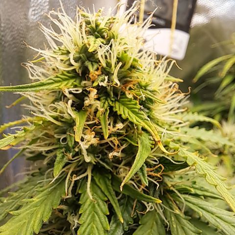 Sadie/Big Z/Suco de Fruta growlog timeline photo